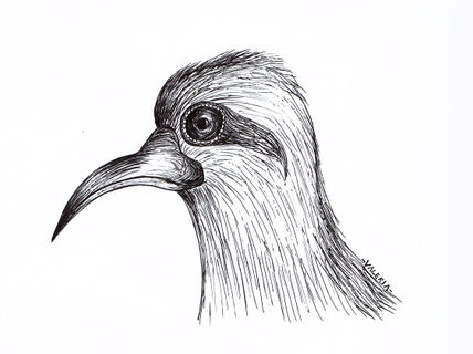 Avecilla
