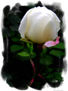 La novia del campo