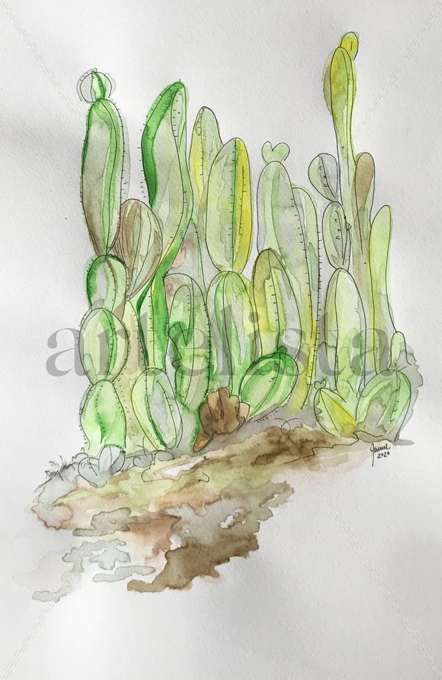 Cactáceas Verdes