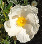 FLOR DE JARA