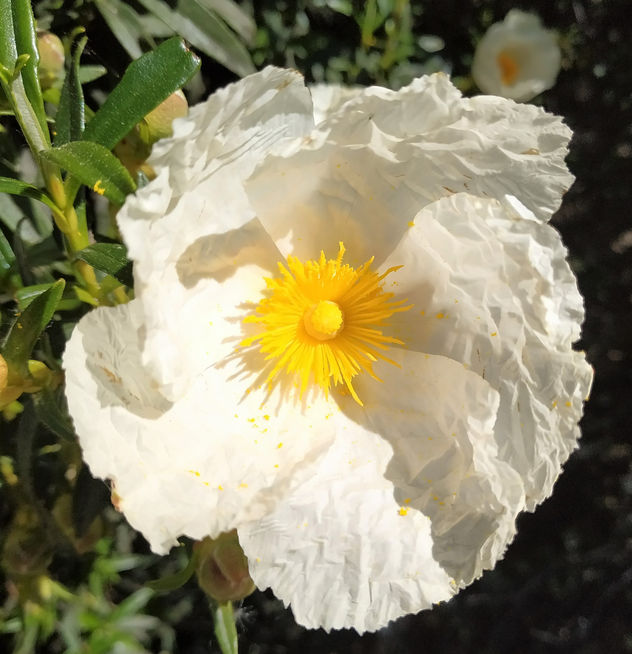FLOR DE JARA