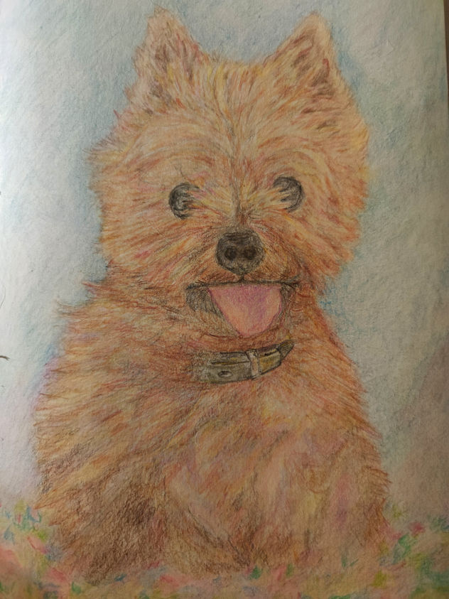 Pipa, perrita yorkshire