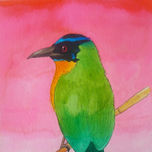 Aves thumbnail 1