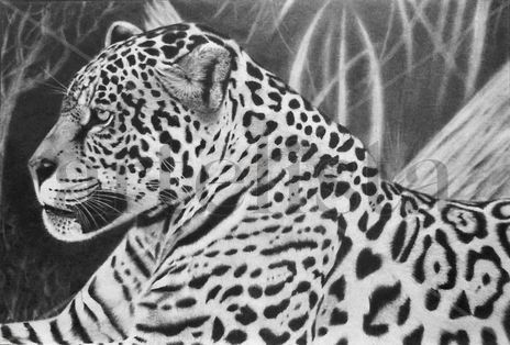 Leopardo