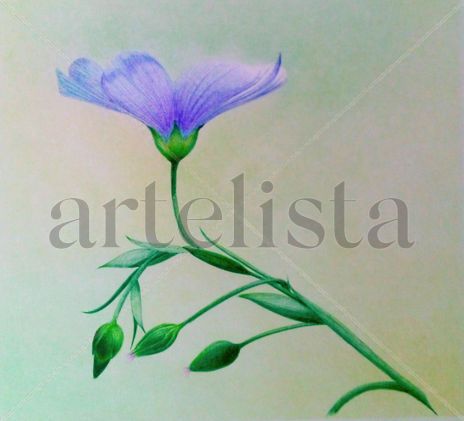 Solitaria