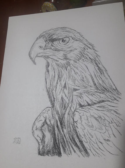 Gavilan Gris/...