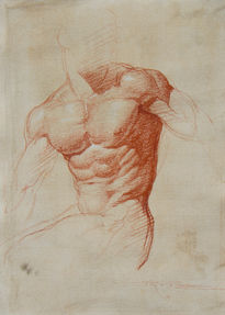 Estudio-Torso