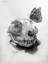 Calavera de gato y mariposa