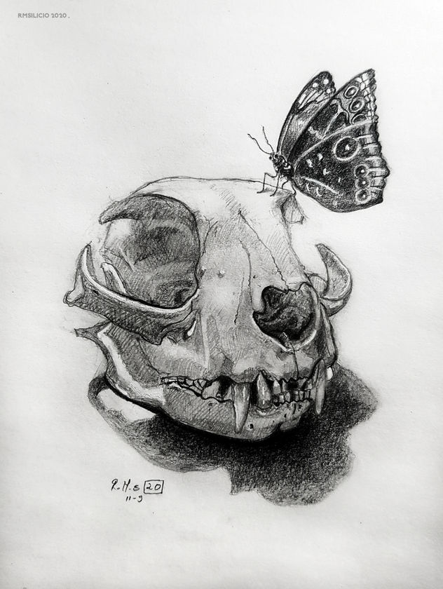 Calavera de gato y mariposa
