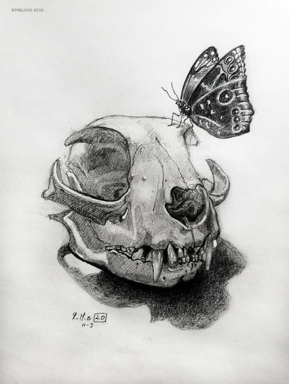 Calavera de gato y mariposa Técnica Mixta