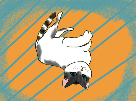 Gato