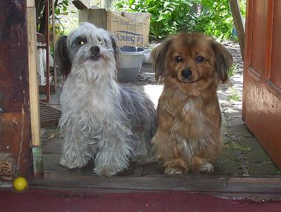 Amigos inseparables Nature Color (Digital)