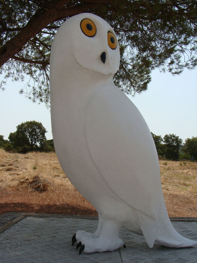 coruja