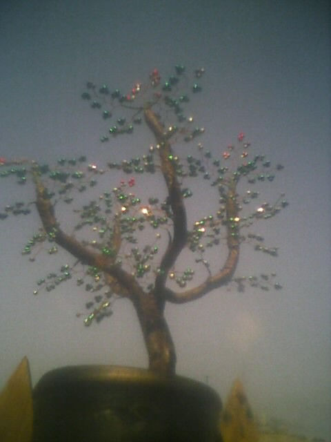 bonsai de la fortuna