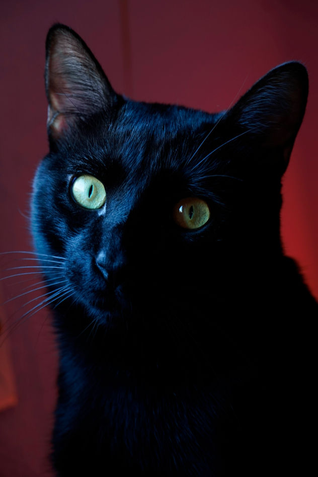 Close up of black cat with magenta background