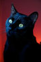 Black cat looking left with magenta background