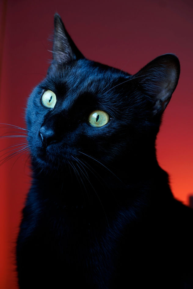Black cat looking left with magenta background