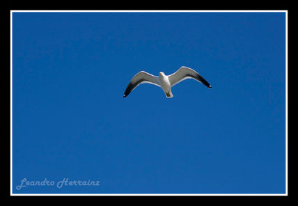 Gaviota