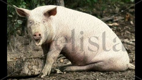 Cerdo sentado