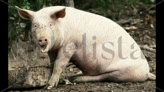 Cerdo sentado