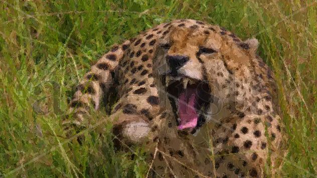 Leopardo enojado