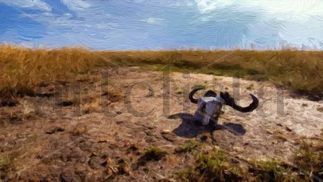 Calavera de Buffalo