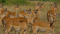 Manada de Antilopes