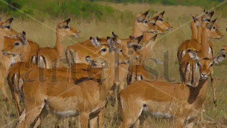 Manada de Antilopes