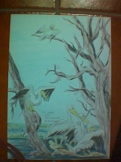 El lago de los pelicans Pencil