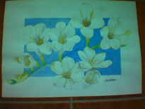 Freesias