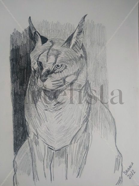 Lince