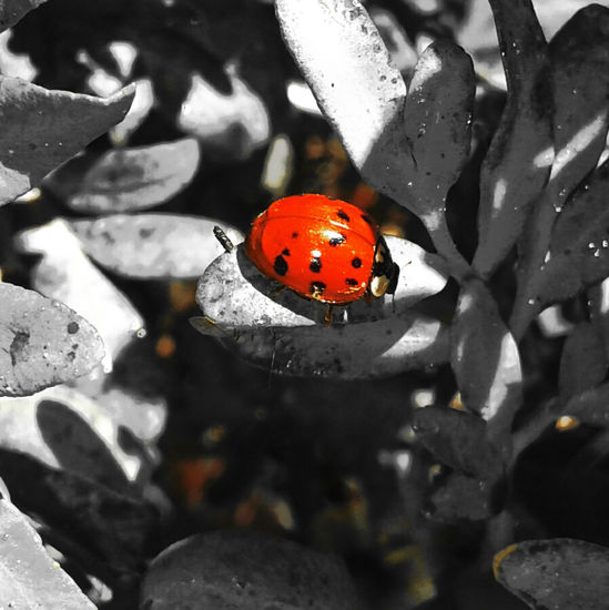 Color en dias grises Nature Black and White (Digital)