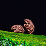 Cerebros