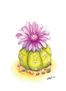 Blooming cactus