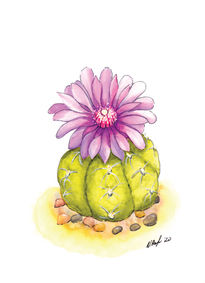 Blooming cactus