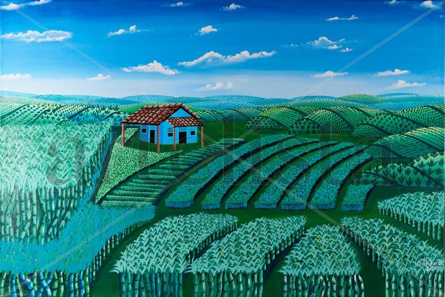 Plantação de cana de açucar