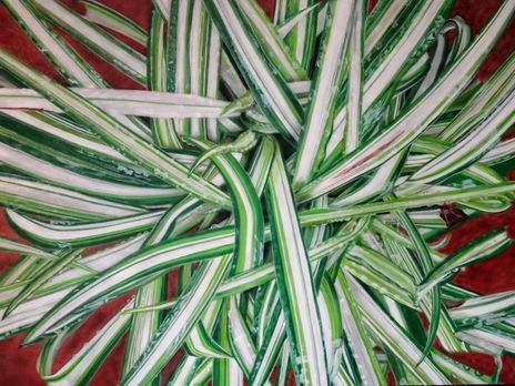 Planta