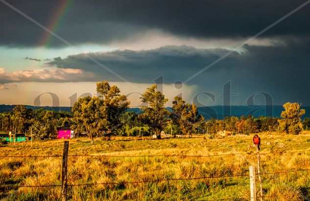 Sturnella Loyca & Rainbow Naturaleza Color (Digital)