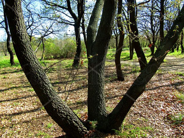 Bosque Naturaleza Color (Digital)