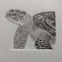 Dibujo de una tortuga