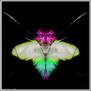 EB67-BUTTERFLY