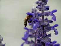 La abeja y la flor