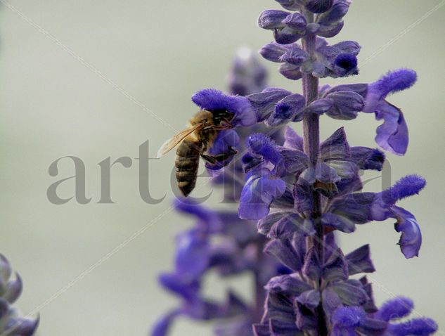 La abeja y la flor Naturaleza Color (Digital)