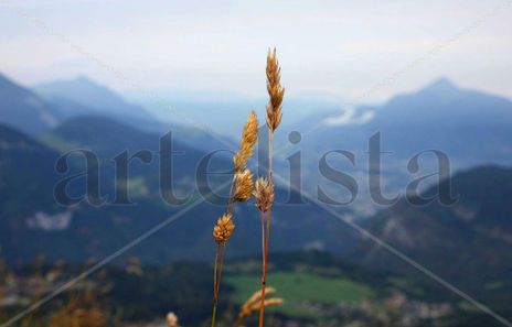 Espigas