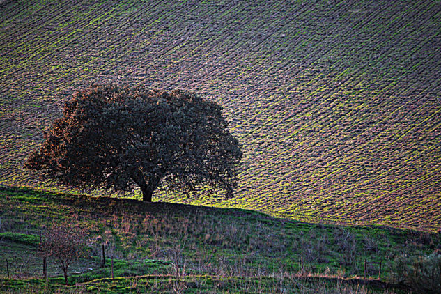 Sembradíos Nature Color (Digital)