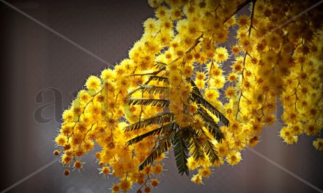 Natura