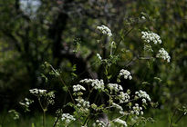 Blanco sobre verde