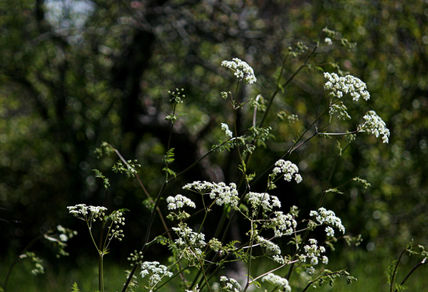 Blanco sobre verde