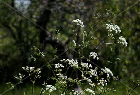Blanco sobre verde