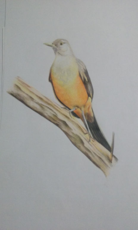 Zorsal